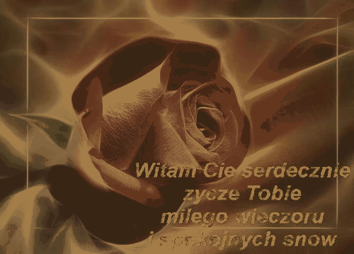 Bordowa mała róża miłego wieczoru